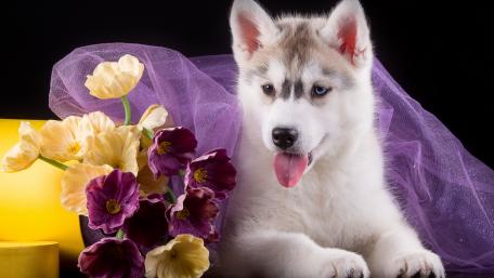 Adorable Siberian Husky Puppy with Flowers wallpaper