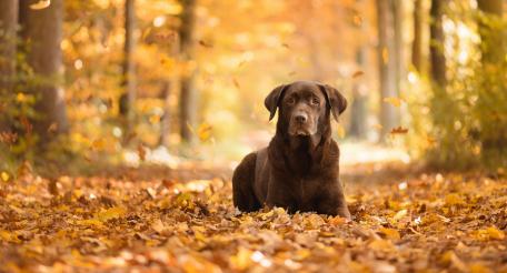 Autumn Serenity with a Loyal Companion wallpaper