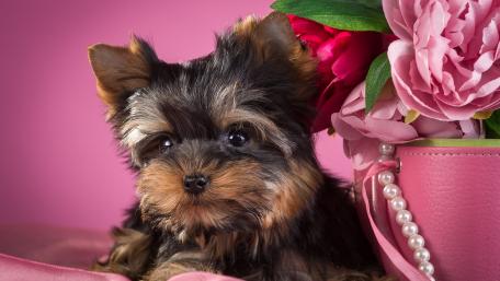 Yorkshire terrier wallpaper