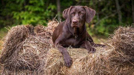 Charming Dog Amidst Hay Bales wallpaper