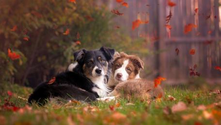 Autumn Companions in Cozy Harmony wallpaper
