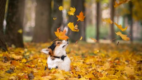 Welsh Corgi in fall leaves wallpaper