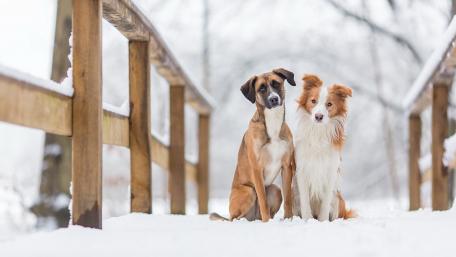Joyful Dogs Embracing Winter Wonderland wallpaper