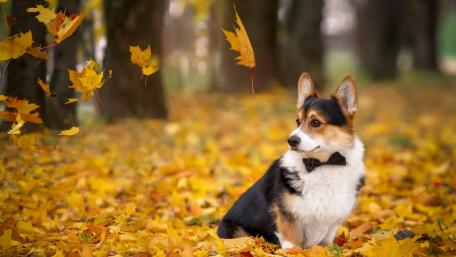 Corgi in fall leaves wallpaper