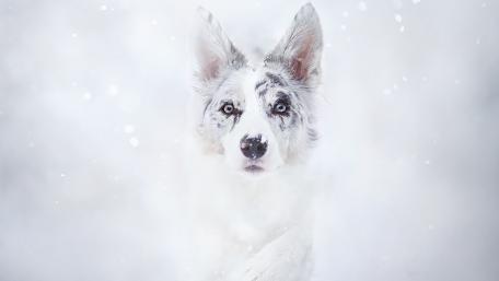 Majestic Australian Shepherd in Winter Wonder wallpaper