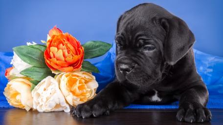 Adorable Black Cane Corso Puppy with Flowers wallpaper