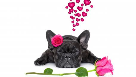 Dreamy French Bulldog Surrounded by Love Hearts and Roses wallpaper
