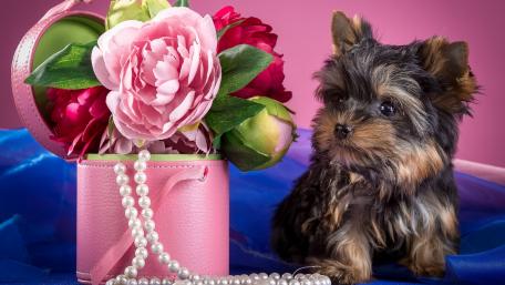 Yorkie wallpaper