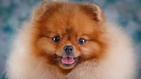 Adorable Pomeranian Smiling Brightly wallpaper