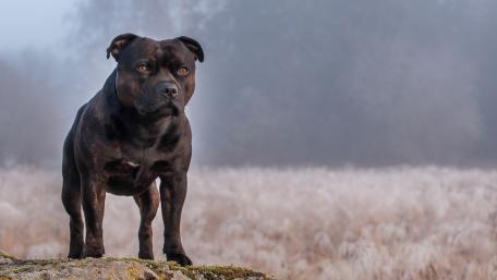 Majestic Black Pit Bull in Misty Landscape wallpaper