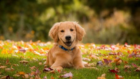 Autumn Joy with a Golden Retriever Puppy wallpaper
