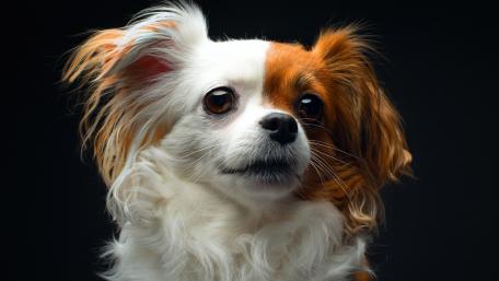 Papillon dog wallpaper