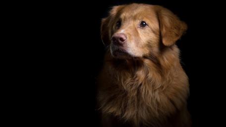 Golden Dog Portrait in Silhouette wallpaper