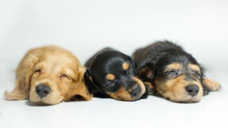 Adorable Sleeping Puppies Snuggled Together wallpaper