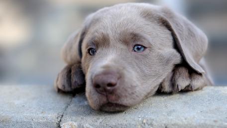 Weimaraner puppy wallpaper