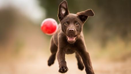 Joyful Puppy Chasing a Red Ball wallpaper