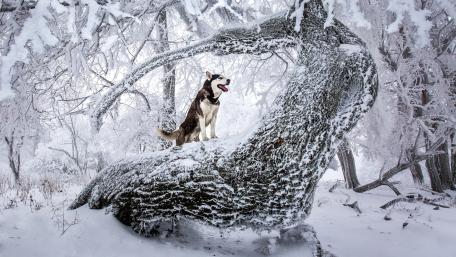 Majestic Husky in a Winter Wonderland wallpaper