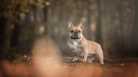 Charming French Bulldog in Nature Scene wallpaper