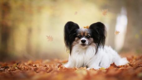 Papillon wallpaper