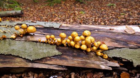 Golden Mushrooms on a Fallen Log in Autumn Woods wallpaper