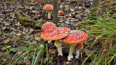 Amanita muscaria mushrooms wallpaper