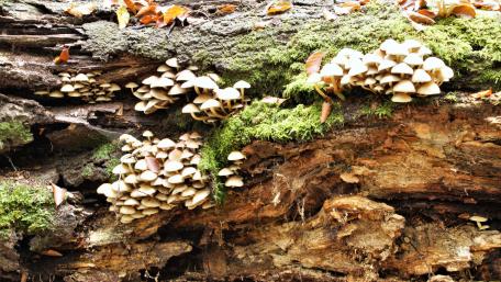 Mushrooms wallpaper