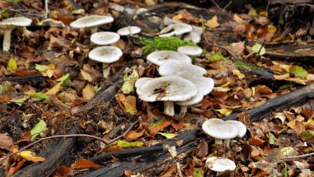 Mushroom Haven in Autumn Forest Scene wallpaper