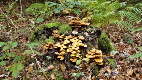 Mushrooms in the forest wallpaper