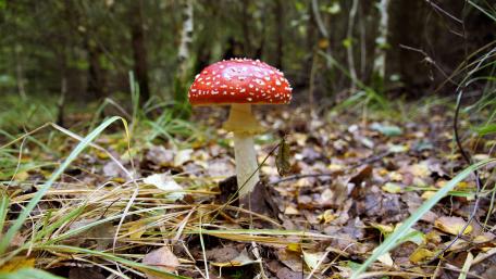 Fly agaric wallpaper