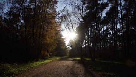 The forest in the morning wallpaper