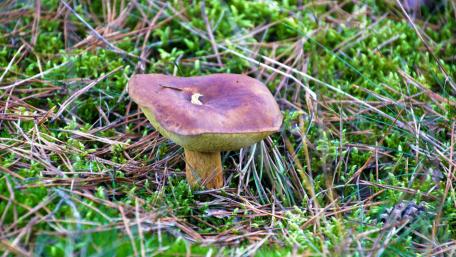Mushrooms in the forest wallpaper