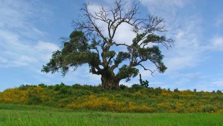 Solitary tree in Ethiopia wallpaper