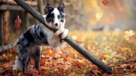 Autumn Bliss with an Australian Shepherd Dog wallpaper