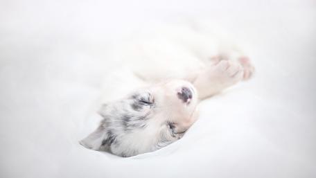 Sleepy Puppy Bliss Wallpaper for Animal Lovers wallpaper