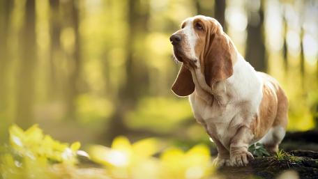 Gentle Basset Hound in Nature Light wallpaper