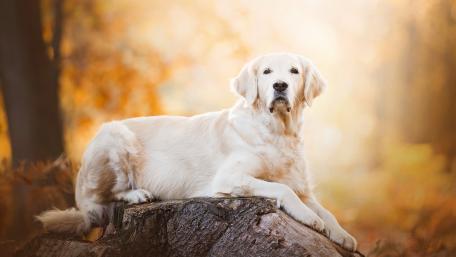 Golden Retriever in Autumn Bliss wallpaper