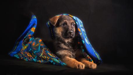 German Shepherd puppy wallpaper