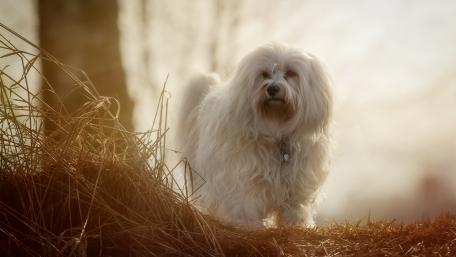 Fluffy White Dog in Sunset Glow wallpaper