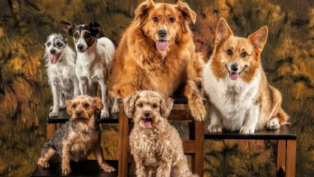 Adorable Group of Dogs Together in Harmony wallpaper