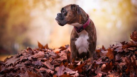 Autumn Boxer Bliss wallpaper