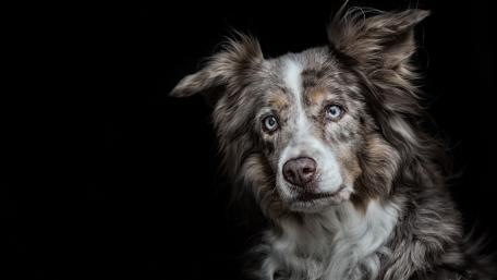 Majestic Australian Shepherd Portraits wallpaper