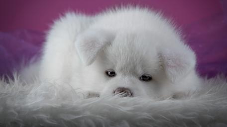 Akita inu puppy wallpaper