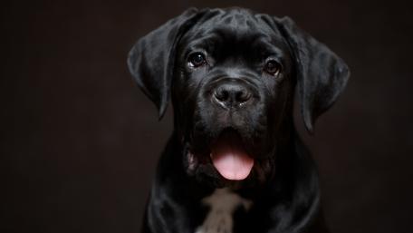 Majestic Cane Corso Portrait wallpaper