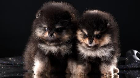 Adorable Pomeranian Puppies in Stunning Detail wallpaper