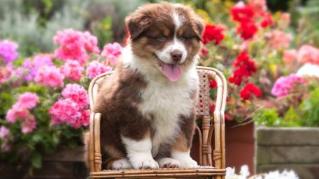 Cute Australian Shepherd Puppy Amidst Colorful Flowers wallpaper
