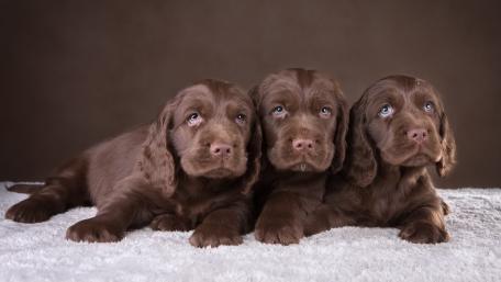 Adorable Brown Spaniel Puppies Cuddling Together wallpaper