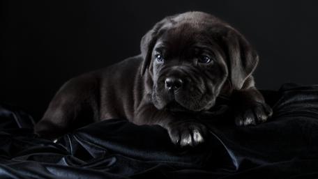 Adorable Black Puppy on Velvet Background wallpaper