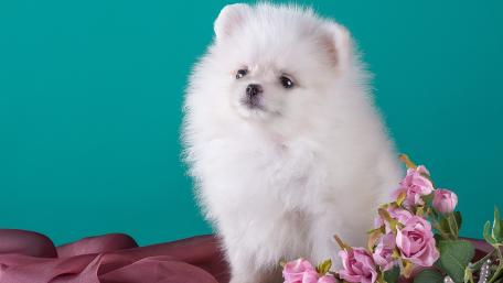 Fluffy Pomeranian Puppy in Blooming Surroundings wallpaper