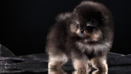 Pomeranian Puppy in Stunning Light wallpaper