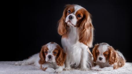 Cavalier King Charles Spaniel Family Portrait wallpaper